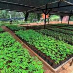 Pemanfaatan Area Nursery PT GKP untuk tahapan awal Reklamasi dan Edukasi Masyarakat.