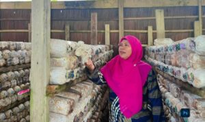 Ketua tim PKM Universitas Halu Oleo (UHO) Kendari, Rosliana Eso melaksanakan kegiatan pengabdian kepada masyarakat dengan mengembangkan inovasi Internet of Things (IoT) untuk membantu meningkatkan produksi jamur tiram di Desa Lebo Jaya, Kecamatan Konda, Kabupaten Konawe Selatan, Rabu, 19 November 2025. Foto: Ist